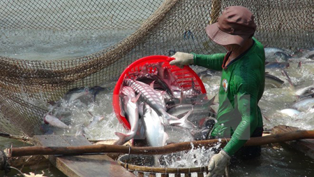 Thu hoạch cá tra ở An Giang.